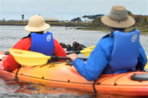 Kayaking Elkhorn Slough is a wildlife - and otter - lover’s delight