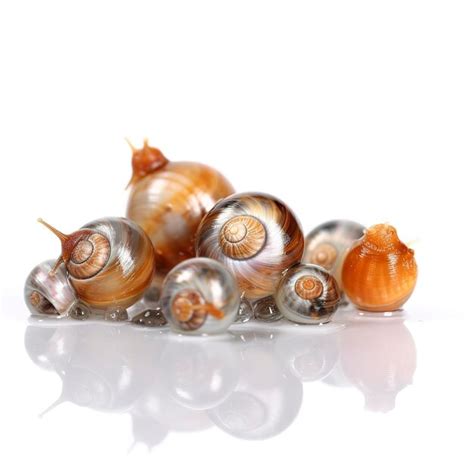 Premium Ai Image Snails Isolated On White Background Generate Ai