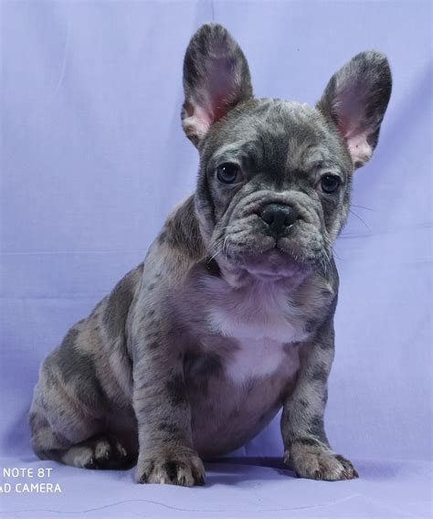 French Bulldog Puppies For Sale Under 1000 In Illinois French Bulldog