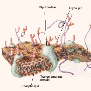 Biology Cell Membrane