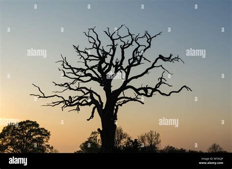 Dead Oak Tree Silhouette Sunset Hi Res Stock Photography And Images Alamy