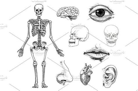 Human Biology Anatomy Illustration Engraved Hand Drawn In Old Sketch And Vintage Style Skull