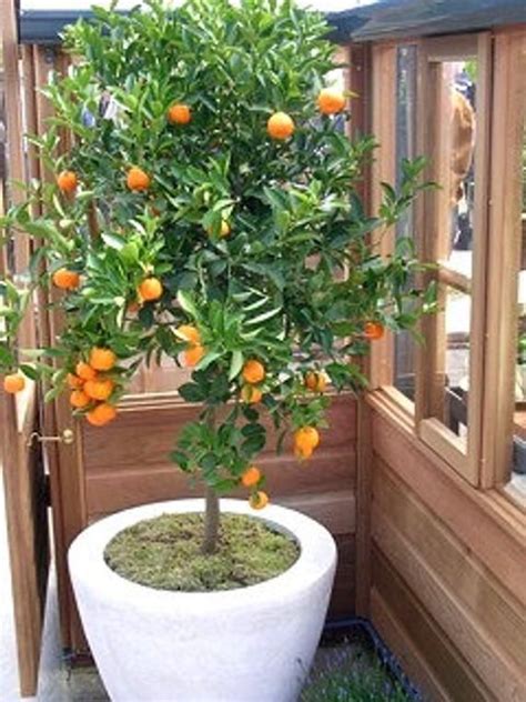 Dwarf Valencia Orange Tree 2 3 Feet Tall Free Shipping Etsy Plants