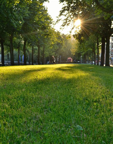 Free Images Tree Light Structure Sun Field Lawn Meadow