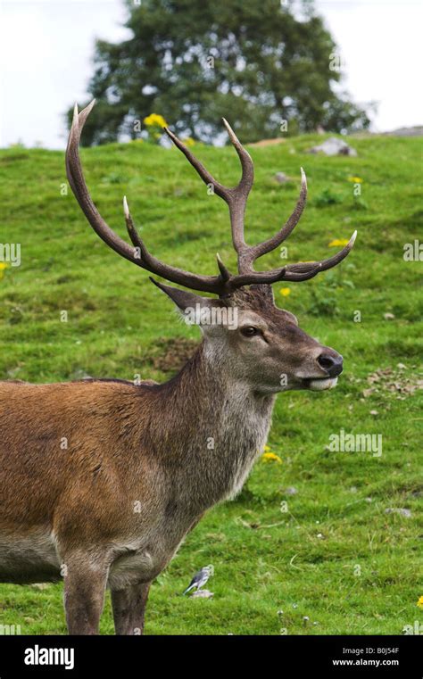 Red Deer Stag With Large Antlers Stock Photo Alamy