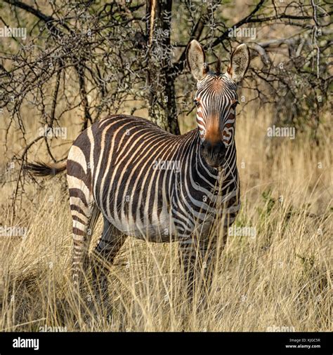 A Cape Mountain Zebra In Southern African Savanna Stock Photo Alamy