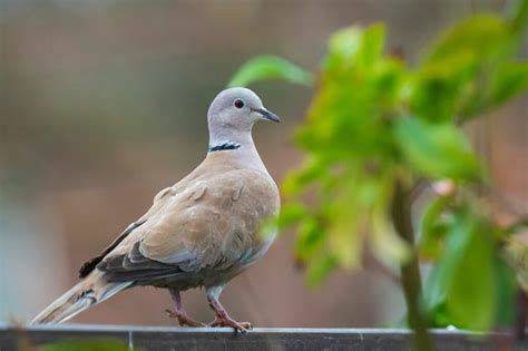 Collared dove: call, eggs & food - Plantura