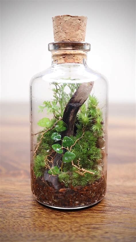 Mini terrarium build – Artofit