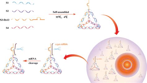 Tetrahedral Dna Nanostructure Delivered Dnazyme For Gene Silencing To