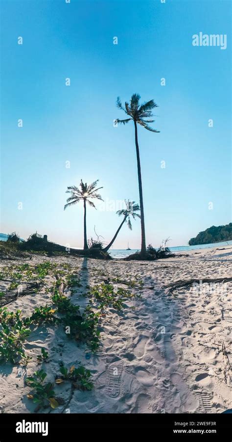 Landscape Of Coconut Palm Tree On Tropical Beach In Summer Of Thailand