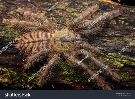 Omothymus Schioedtei Photos Images Pictures Shutterstock