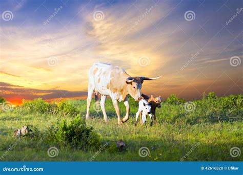 Longhorn Cow And Calves Grazing At Sunrise Stock Photo Image Of