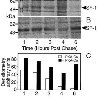 Analysis Of Sf Protein Turnover In Transfected Cos Cells A And B