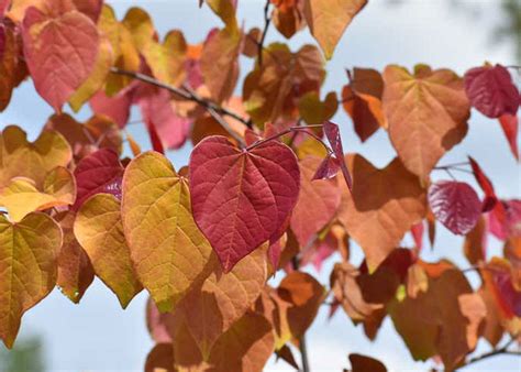 Cercis Canadensis Flame Thrower Eastern Redbud