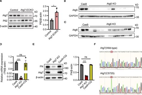 The Fibronectin Reduction Induced By Atg7 Depletion Is Independent Of