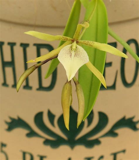 Brassavola Nodosa X Anacheilium Sceptrum Orchids For The People