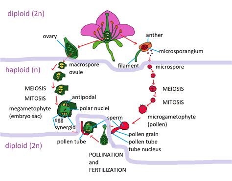 Diagram The General Plant Life Cycle Which Stages Are Haplo Quizlet