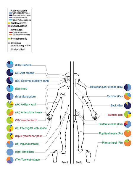 111b Overview Of Human Microbial Reactions Biology Libretexts