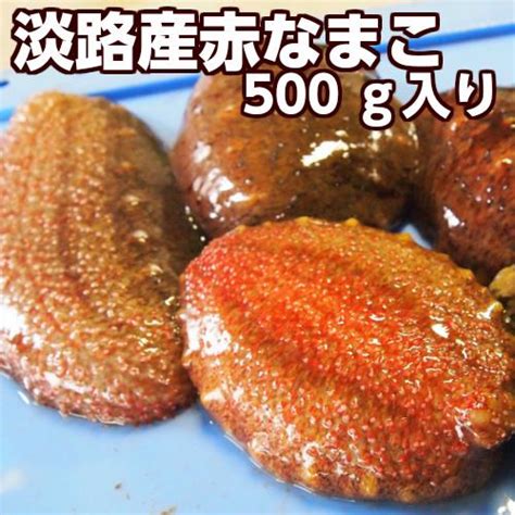 淡路産活赤なまこ（アカナマコ）2〜5個で約500g素もぐり漁獲品（海鼠 活） Anamako 500淡路島発島のさかな屋 花光 通販