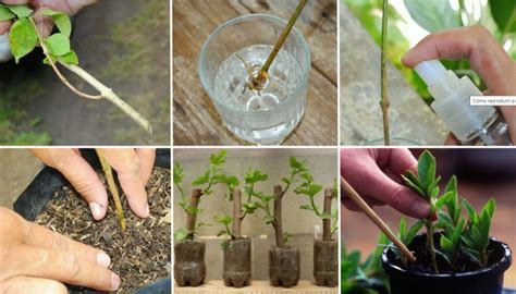 Paso A Paso Para La Reproducci N De Plantas Por Esquejes