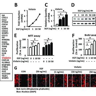 Visfatin Stimulates The Proliferation And Migration Of HDFs A