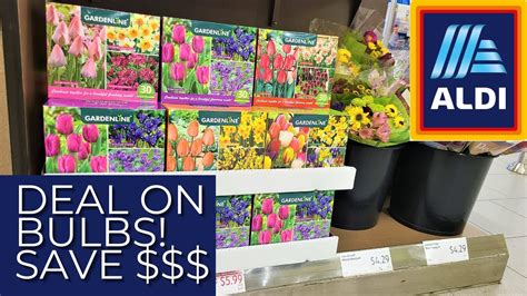 Aldi Spring Bulbs What A Deal Large Packs Bulbs Each