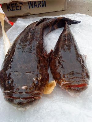 "Enjoy Travel & Fishing Life": IKAN HANTU......from KUCHING, SARAWAK.