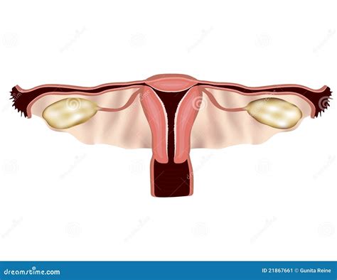 Female Reproductive System White Stock Illustrations 1 211 Female