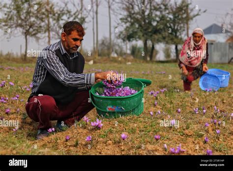 Srinagar Kashmir India 06th Nov 2023 A Man Plucks Saffron Flowers