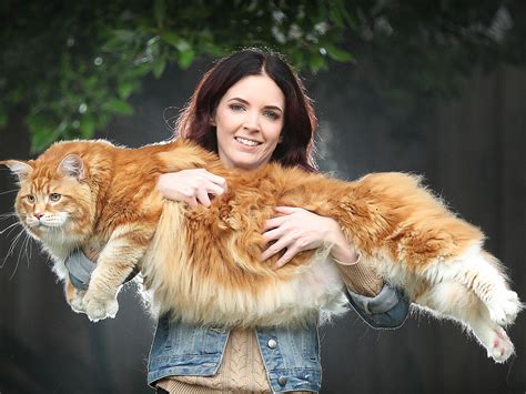 World S Largest Cat Tree at Jose Luttrell blog