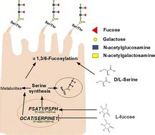 L Fucose Increases The Fucosylation Of Colorectal Cancer Cells Via