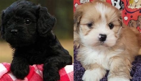 Lhasa Apso poodle mix puppies for sale - Lhasapoo puppy for Sale