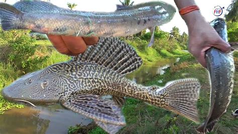 Murrel Fish Catching With Castanet Fishing Helicopter Fish Fish