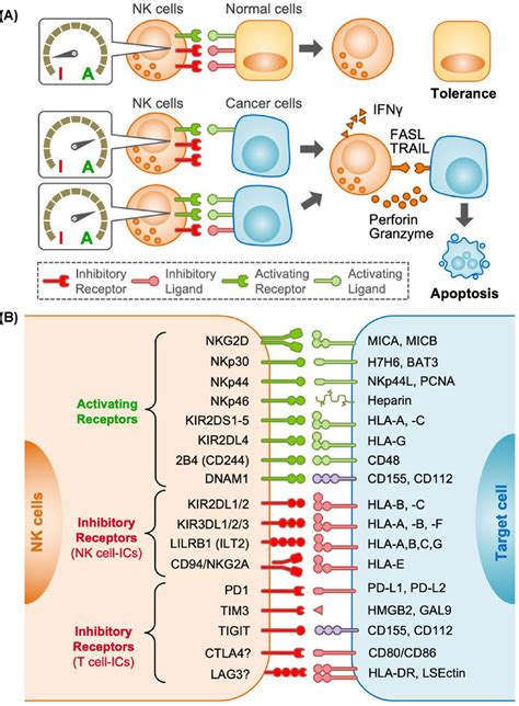 Regulation Of Nk Cell Responses Against Target Cells A Natural Killer