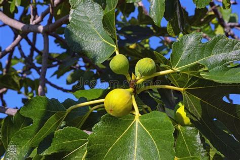 Ramos De Uma Figueira Folhas E Frutos Maduros Foto De Stock