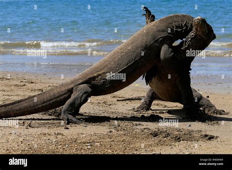 Two Komodo Dragons On Beach Komodo Island East Nusa Tenggara