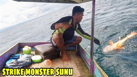 DAPAT TEMPAT IKAN KERAPU SUNU Auto Bisa Jadi Sultan Kalau Tiap Hari