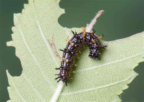 Question Mark Butterfly Host Plant