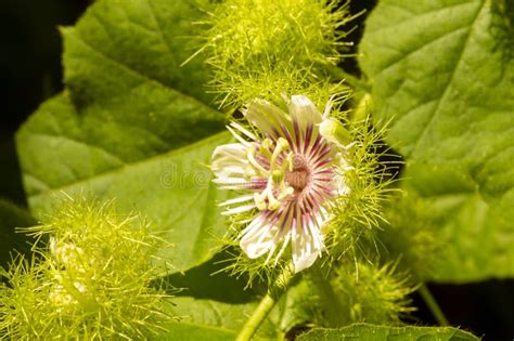 Rambusa, Markisa Mini (Passiflora Foetida) Flower Blooming, Passion ...