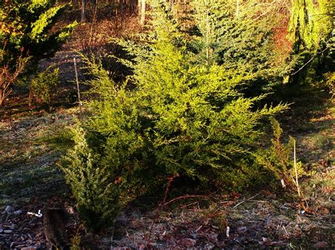 Juniperus Chinensis Kuriwao Gold