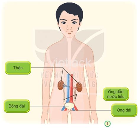 Quan sát hình chỉ và nói tên các bộ phận của cơ quan bài tiết nước