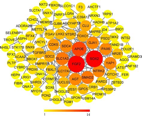 Frontiers Identification Of Hub Genes And Key Pathways Associated