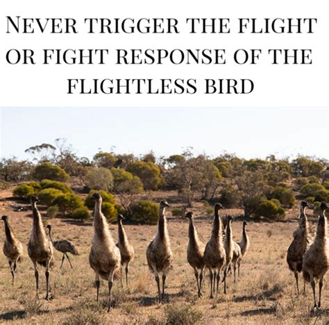 The Emu War 1932 History Memes Know Your Meme