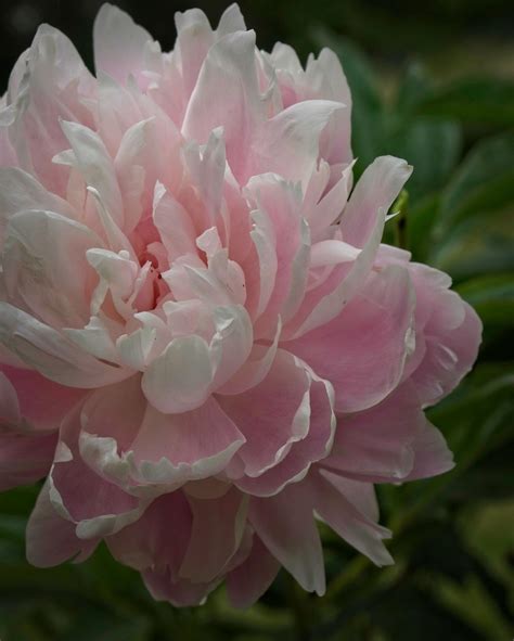 Peony Mrs Franklin D Roosevelt W Lactiflora D Flickr