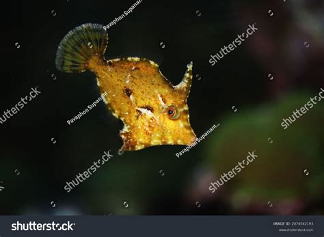 Bristletail Leather Jacket Filefish Acreichthys Tomentosus Stock Photo