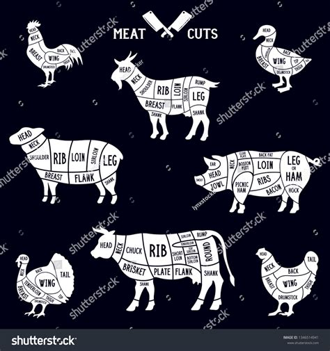 Meat Cuts Set Diagrams Butcher Shop Stock Vector Royalty Free