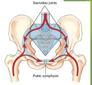 Biomechanics Review Slides Unit 2 Exam Flashcards Quizlet