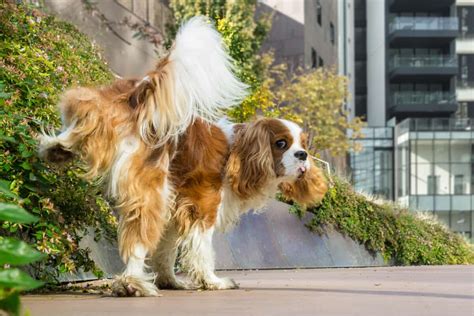 Cómo Puedo Saber Si Mi Perro Tiene Cáncer De Vejiga