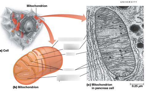 Mitochondria Labelled Diagram Diagram Quizlet