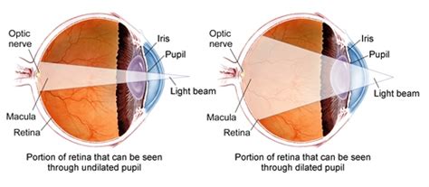 Retina Health Information Patients The American Society Of Retina